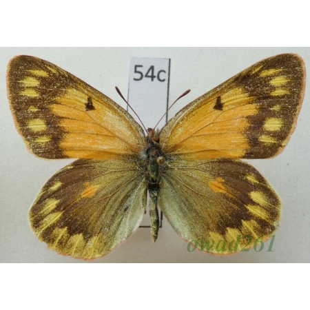 Colias nina tsurpuana Grieshuber, 1996 female China54c